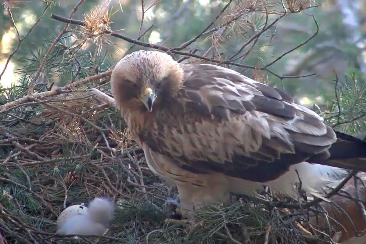 La cámara situada en el nido graba los primeros momentos de este polluelo que es protegido y alimentado por sus padres