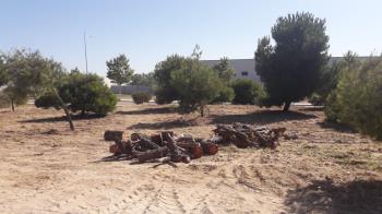 La tormenta Filomena dejó destrozados varios árboles que ahora necesitan atención