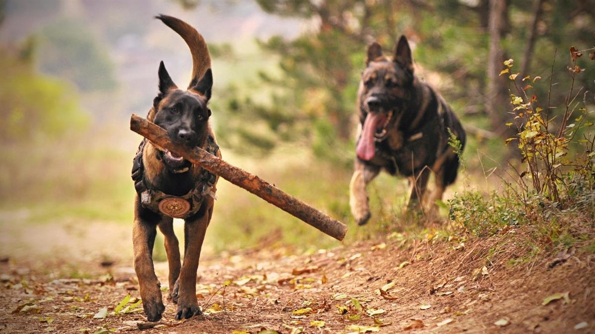 La localidad apuesta por unas calles limpias de excrementos 