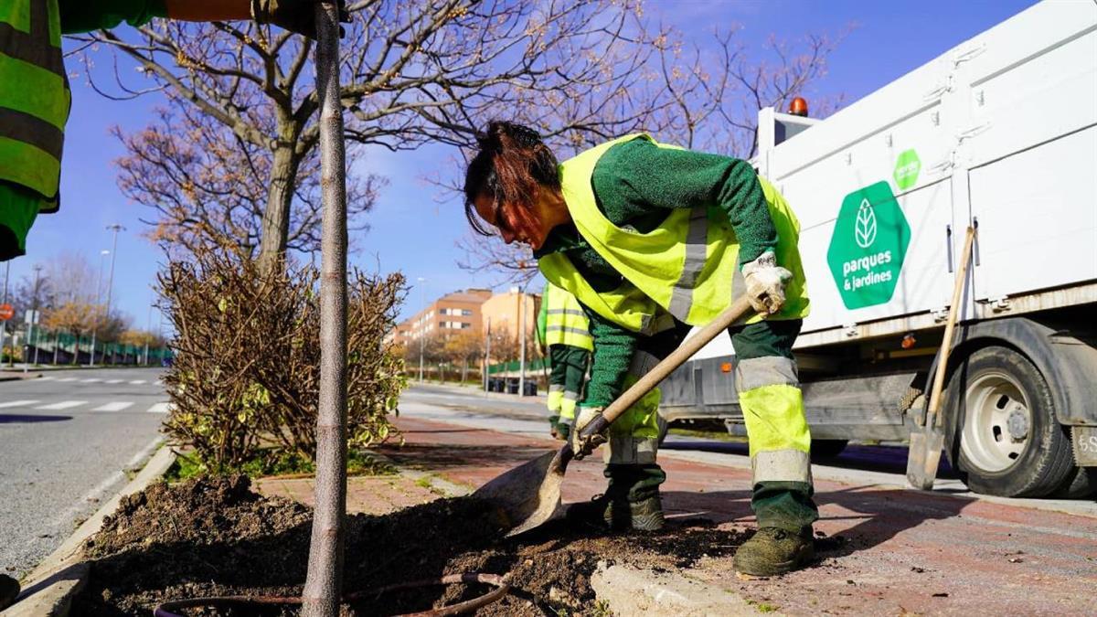Se ha establecido un plan de reposición de arbolado progresivo