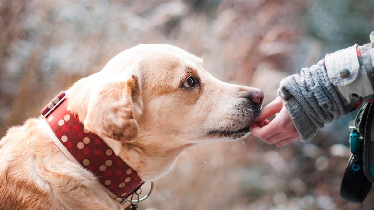 Los animales no son un regalo de Navidad que pueda abandonarse cuando acaben las fiestas