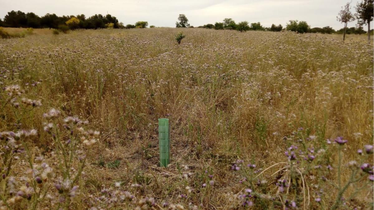 Los vecinos tienen disponible dos Puntos Limpios Municipales o los servicios gratuitos de recogida para tirar los restos vegetales