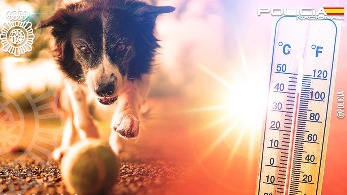 Si tu piel no soporta el calor del suelo, las almohadillas de los animales tampoco