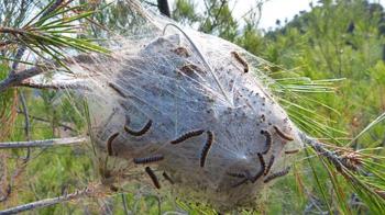 Un insecto que ataca a pinos y cedros y que puede generar afecciones alérgicas a la población