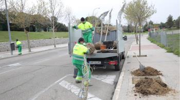 El Ayuntamiento tiene previsto implantar unos 250 árboles