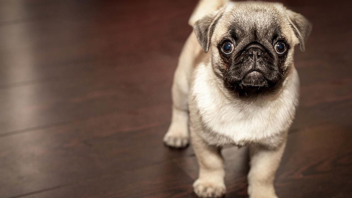 También habrá una reconversión de los zoológicos