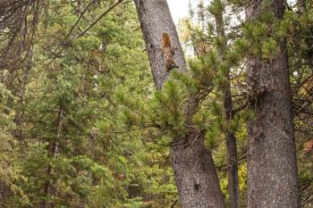 El Ayuntamiento lanza el programa #Empleaverde