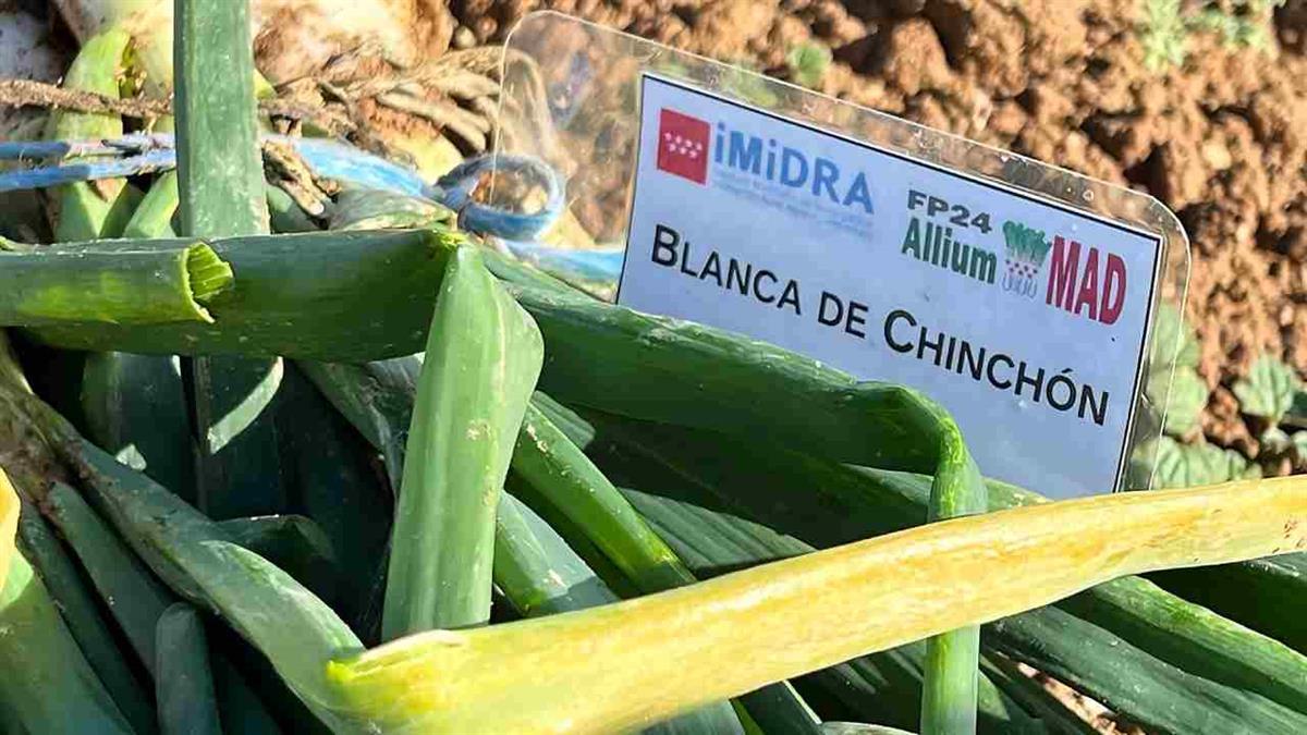 La Comunidad de Madrid ha registrado dos tipos de cebolla blanca y morada de Chinchón