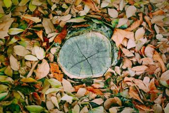 Estas peticiones se canalizarán a través del correo electrónico