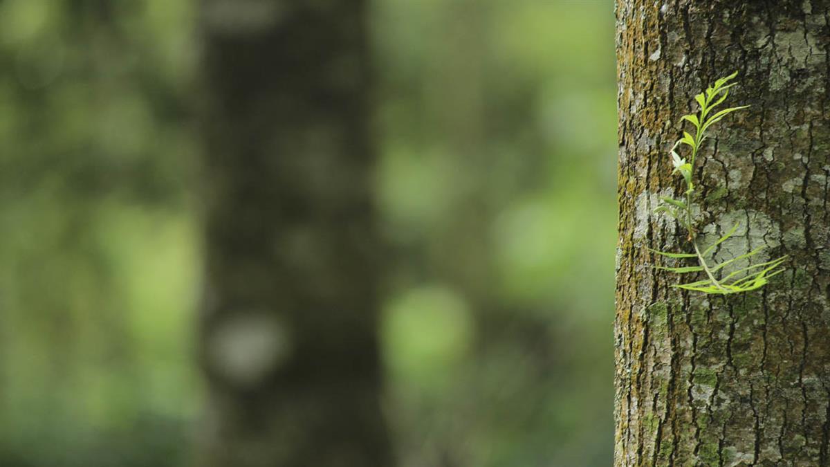 ¿Quieres conocer los nuevas plantaciones dentro de la iniciativa "Villalbilla, naturalmente"? 