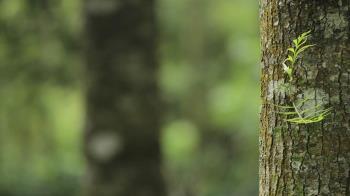 ¿Quieres conocer los nuevas plantaciones dentro de la iniciativa "Villalbilla, naturalmente"? 