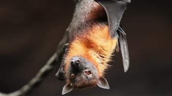 Se ha encontrado en murciélagos de Reino Unido