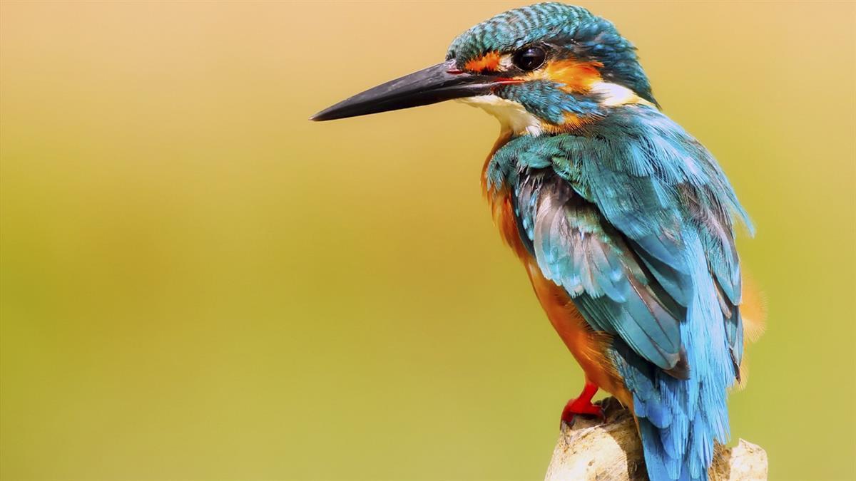 Un trabajo abordado por investigadores de la Universidad de Alcalá en colaboración con el Museo Nacional de Ciencias Naturales