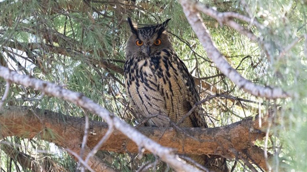 Desde hace unos meses, habitan en el Retiro tres ejemplares de búho real que han asombrado a todos los madrileños