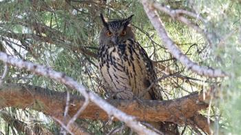 Desde hace unos meses, habitan en el Retiro tres ejemplares de búho real que han asombrado a todos los madrileños