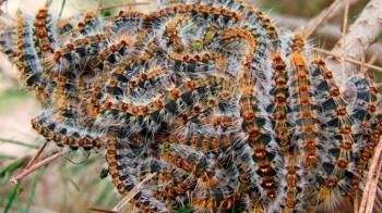 El contacto con este insecto produce fuertes reacciones alérgicas que, de no tratarse, pueden provocar asfixia