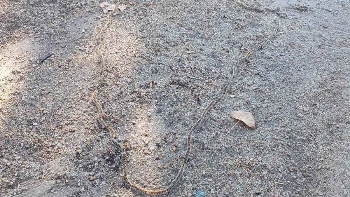 El contacto con este insecto produce fuertes reacciones alérgicas que, de no tratarse, pueden provocar asfixia