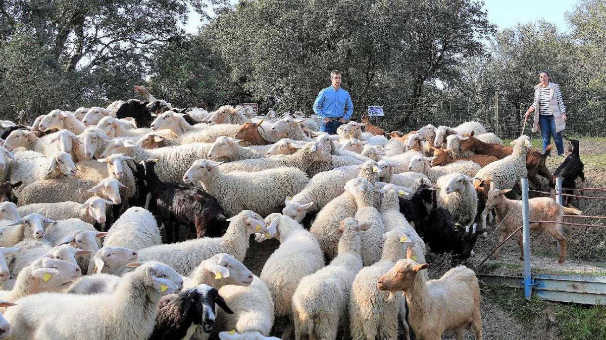 Suponen una solución sostenible para reducir la masa vegetal en parcelas públicas