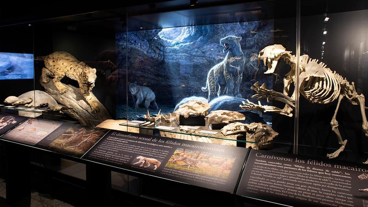 Bajo el título Dentición, alimentación y comportamiento, permitirán examinar piezas originales dentales y craneales de mamíferos y reptiles actuales y fósiles