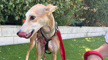 Las sanciones pueden variar desde los 100 hasta los 3.000 euros