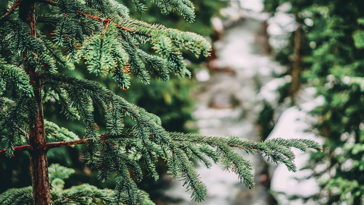 La Concejalía de Medio Ambiente recoge los árboles en buen estado de forma gratuita