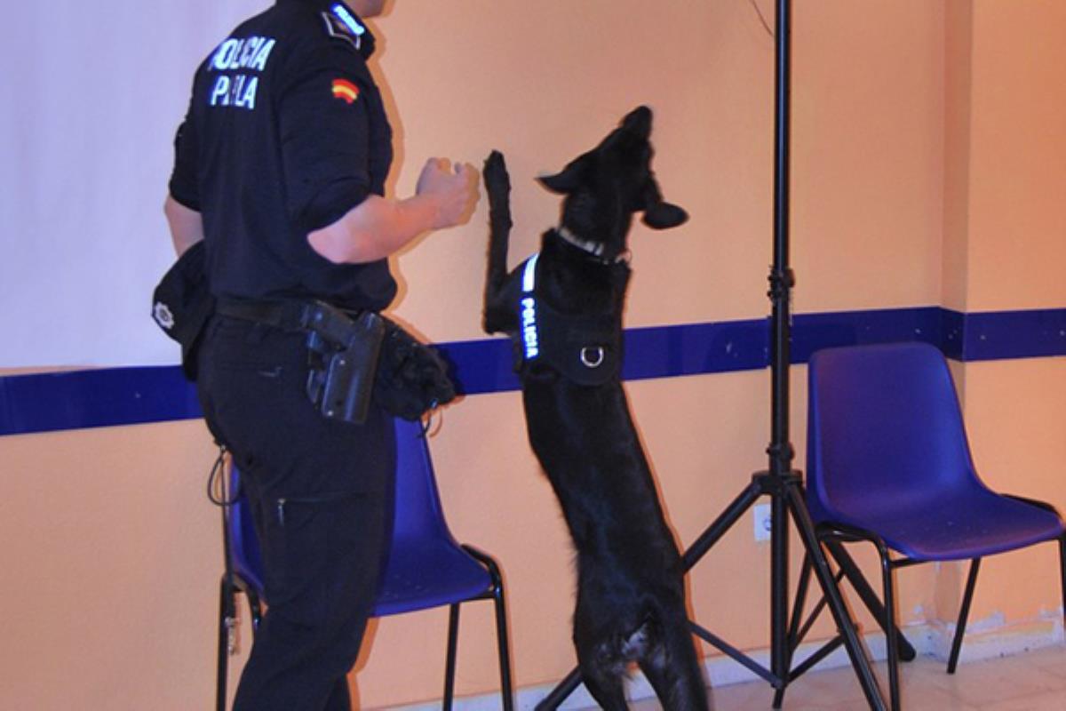 Mediante un convenio de colaboración, y con la intención de mejorar el bienestar animal en la ciudad