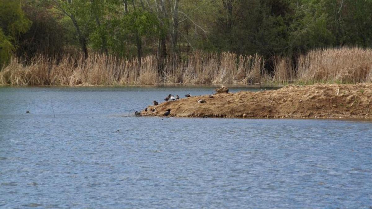 En este espacio natural se pueden encontrar hasta 120 especies de fauna autóctonas