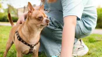 La localidad refuerza la vigilancia en parques y calles para garantizar el comportamiento de los propietarios 
