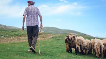 Disfruta de una visita guiada con un pastor a una granja ubicada en Colmenar Viejo