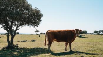 Tendrá lugar en la Dehesa de Navalvillar desde el 5 de mayo hasta el 22 de septiembre