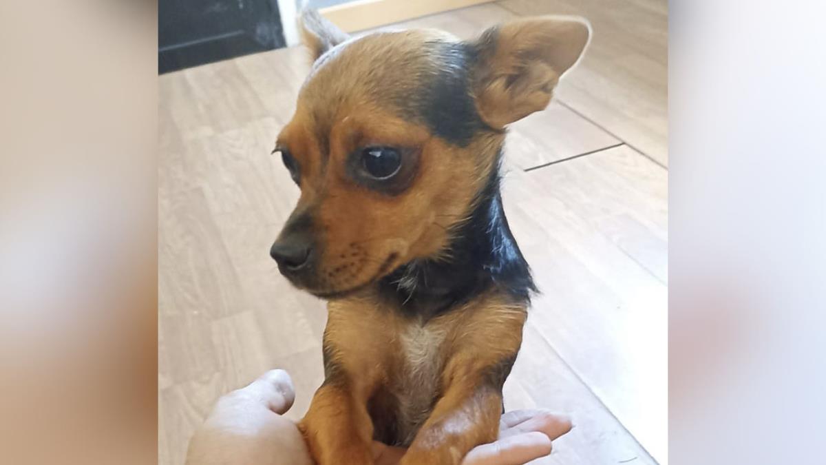 No tiene chip que pueda identificarla