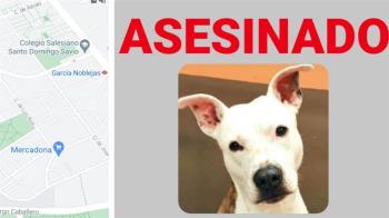 Parece que le propinaron estos golpes al enfrentarse a otro perro en el barrio de San Blas