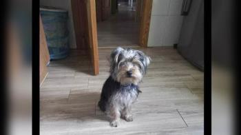 Es un Yorkshire, y responde al nombre de Max