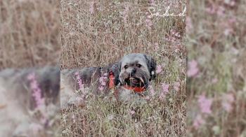 Los dueños siguen buscando al animal que se ha perdido en el Monte de Boadilla