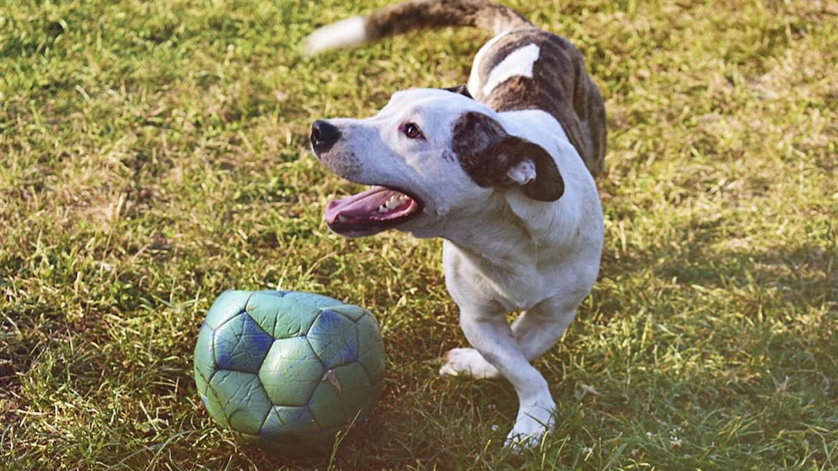 División entre la ciudadanía a la hora de permitir la presencia de canes en las instalaciones deportivas