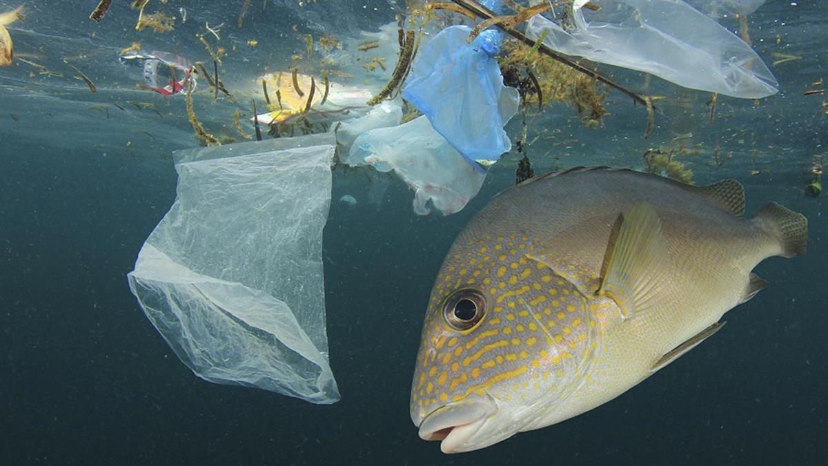 Los productos del mar podrían ser un posible vector de contaminación por metales pesados entre África y Europa