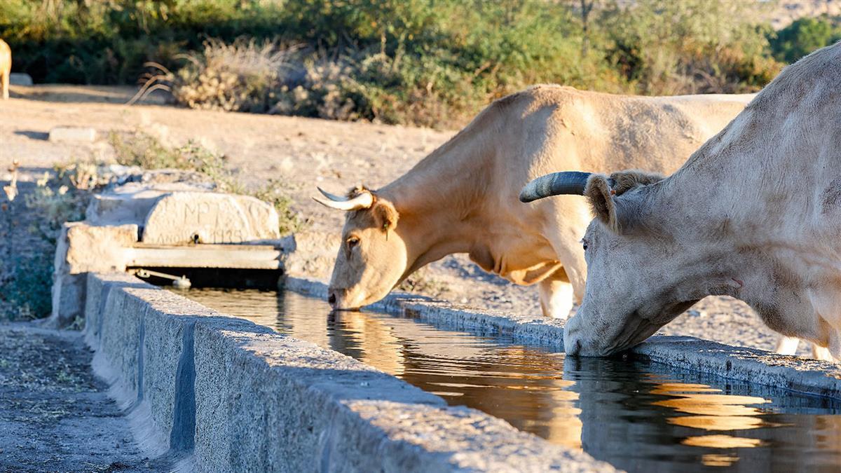 Labores de acondicionamiento para favorecer la óptima gestión del agua