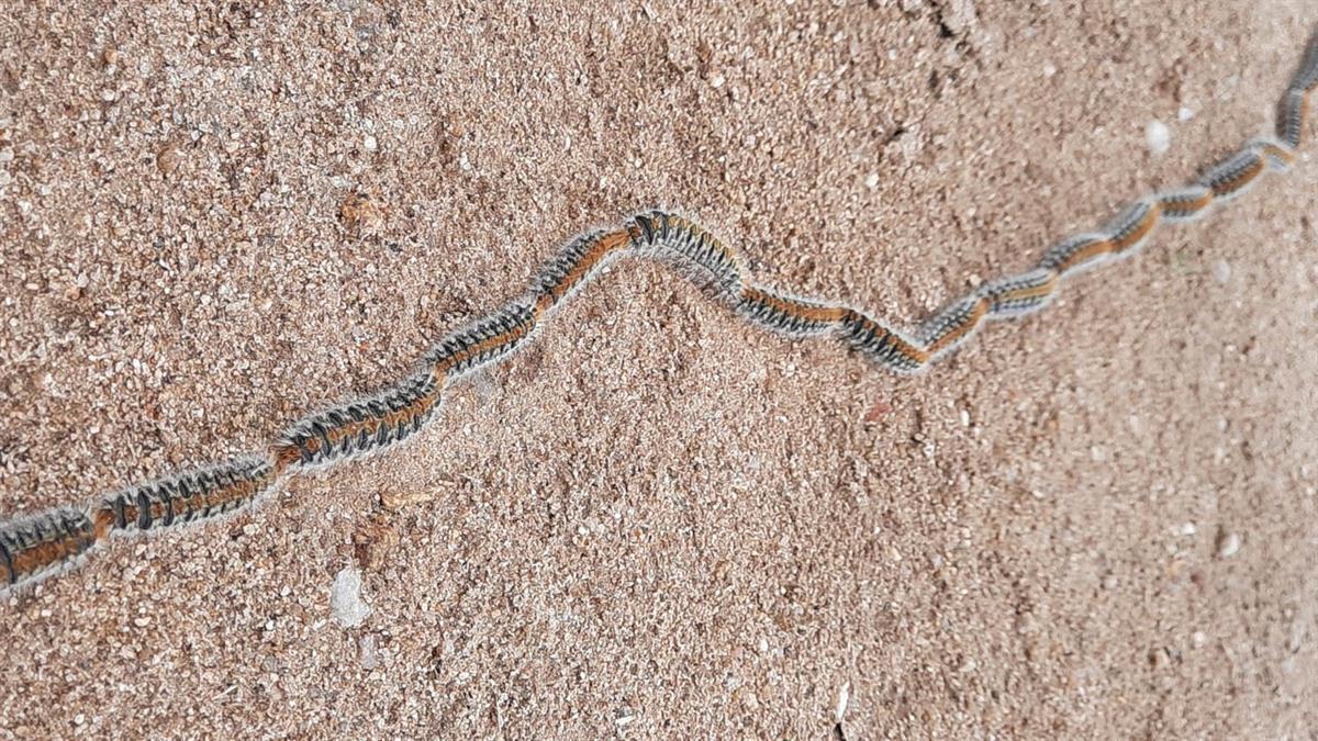  El Ayuntamiento pone a disposición de todos los vecinos la campaña contra la procesionaria del pino