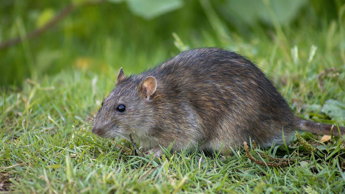 Con el calor, las plagas de roedores y cucarachas aumentan