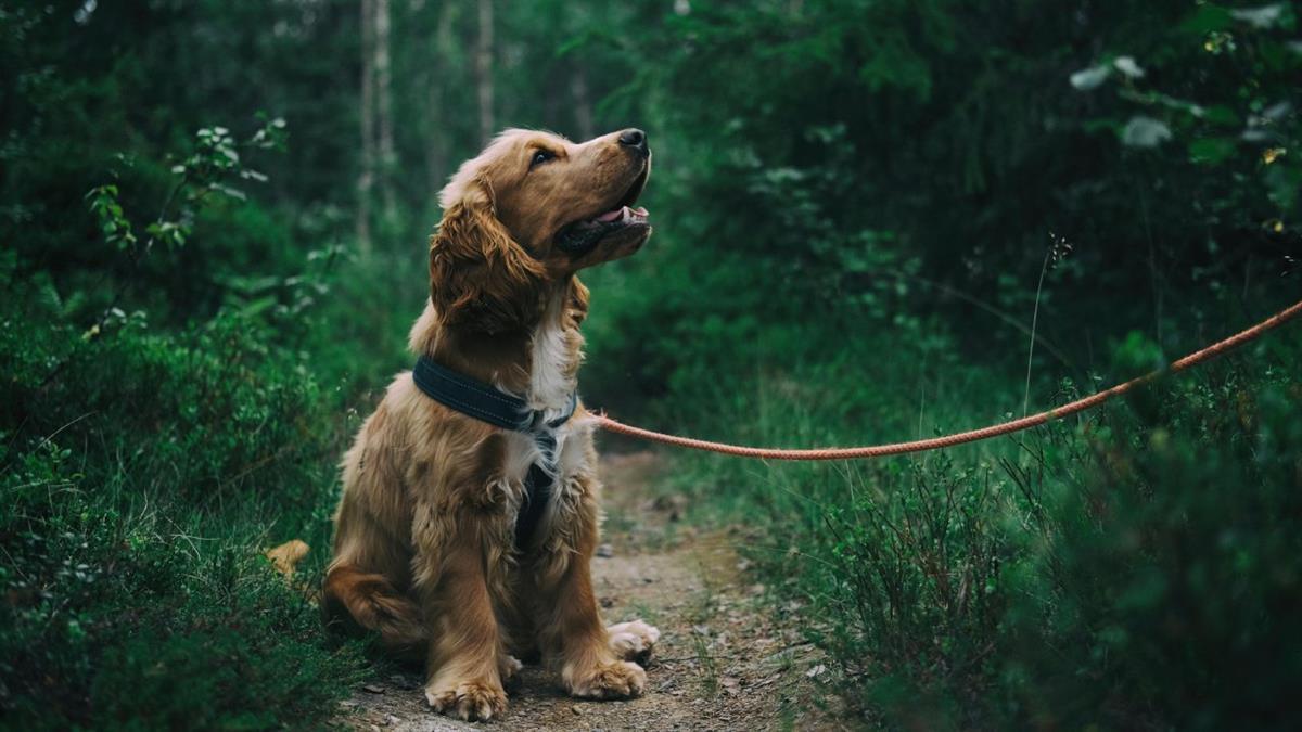 El Centro de Acogida de Animales dispone de servicio de atención 24 horas 