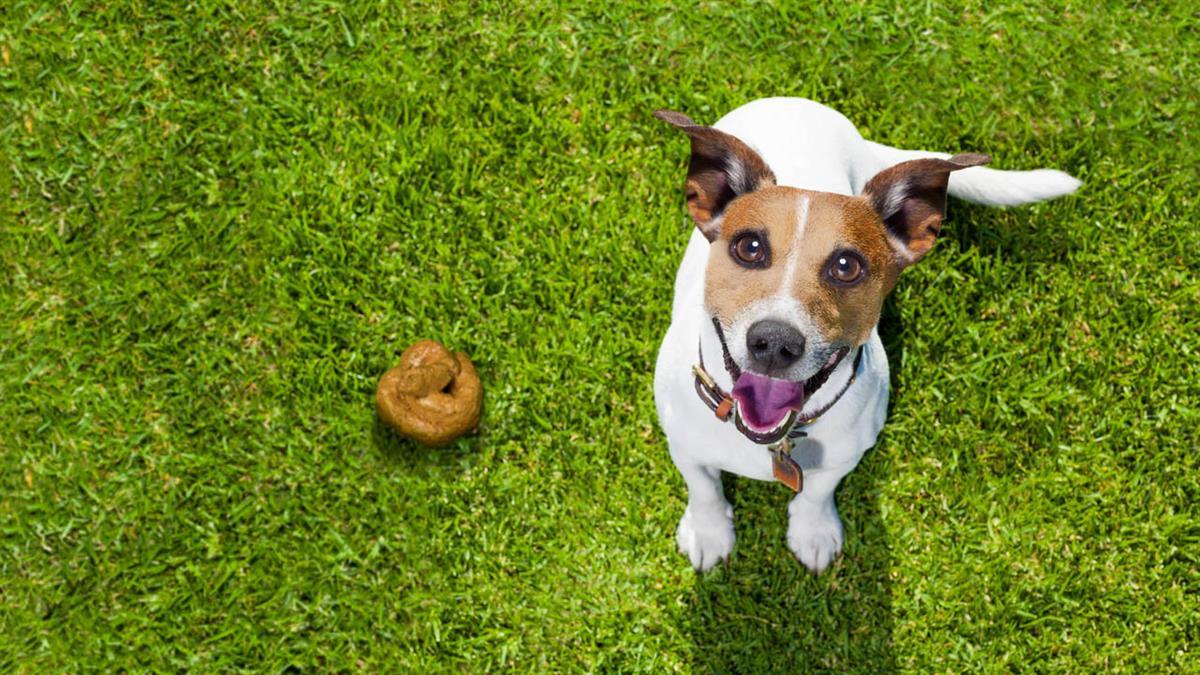 El Pleno aprueba por unanimidad un Plan Especial de Limpieza Integral para eliminar los excrementos de perro 