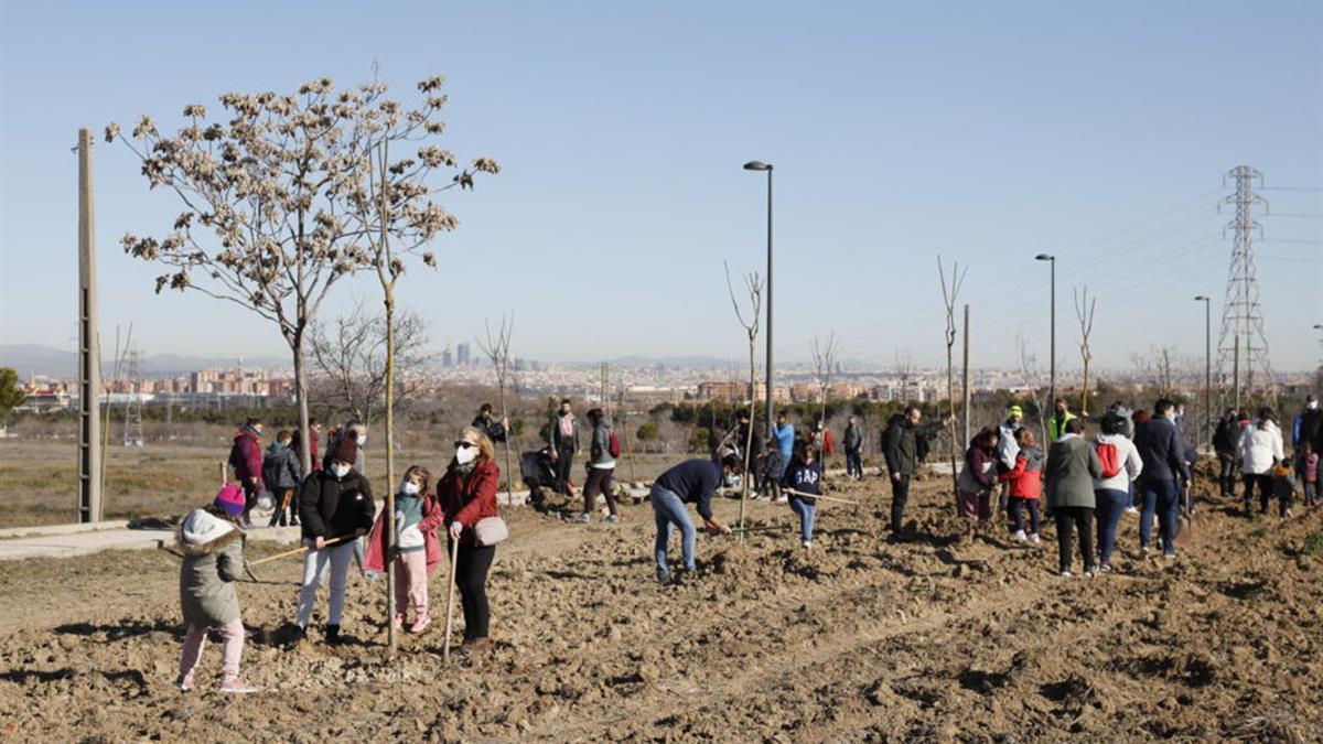 En un año, Parques y Jardines ha multiplicado por diez la masa arbórea con 2.228 árboles y 17.850 arbustos