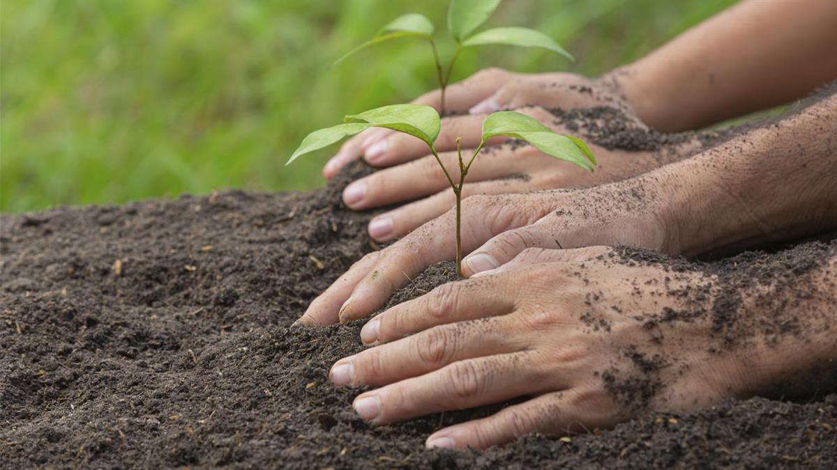 Tendrá lugar el próximo domingo, 30 de enero, de 11:00 a 13:00 horas