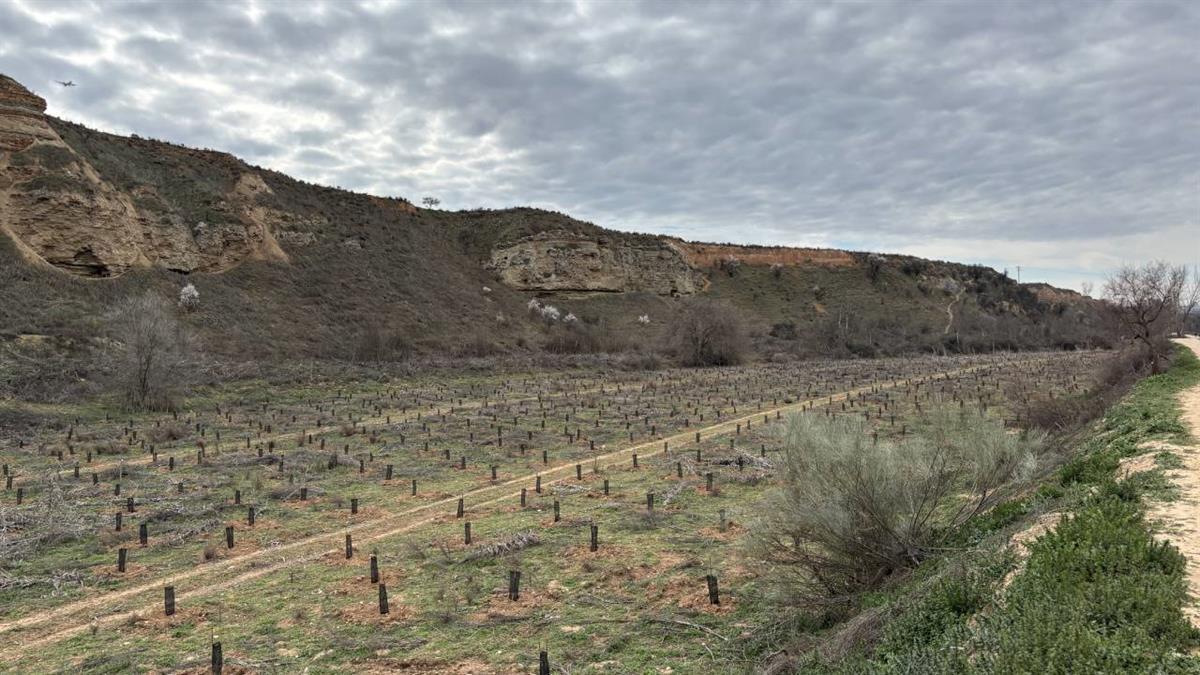 Se han plantado alrededor de 3.000 especies de árboles y arbustos 