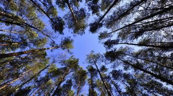 120 árboles nuevos que ayudarán a generar 12 toneladas de oxígeno al año.