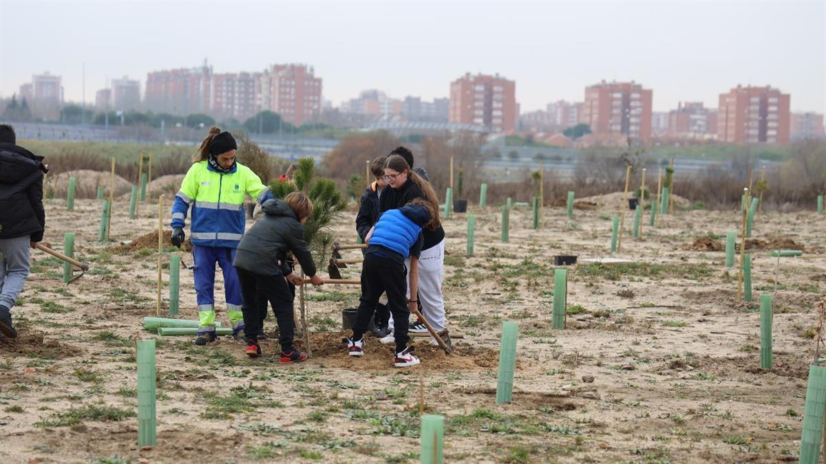 En este tiempo se han plantado 13.000 árboles en distintos puntos de la ciudad
