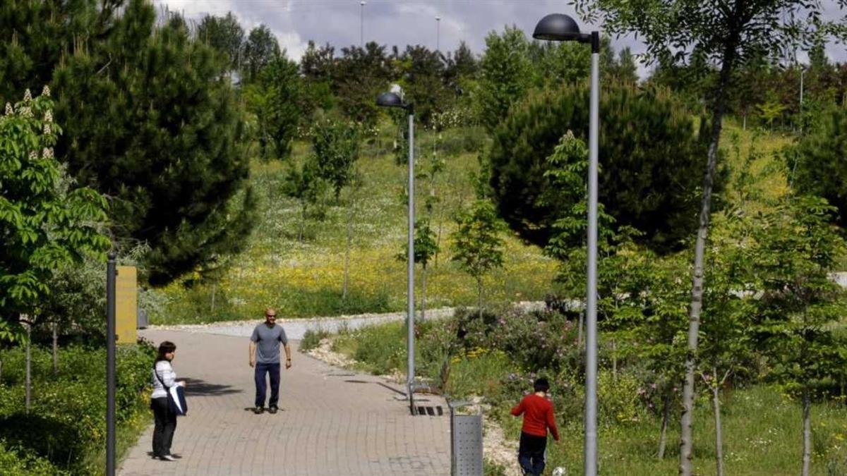 El gobierno municipal aprueba un contrato de 363.000 euros para la plantación de árboles