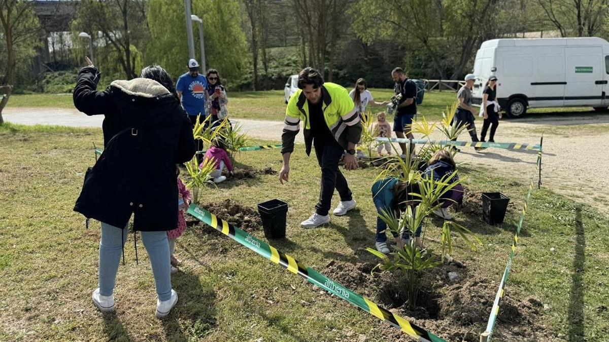 Ya se han plantado árboles en las calles Zamora, Juan Muñoz, Nápoles y Avenida Fuenlabrada y en la Plataforma del Lago de Vereda de los Estudiantes, entre otras zonas