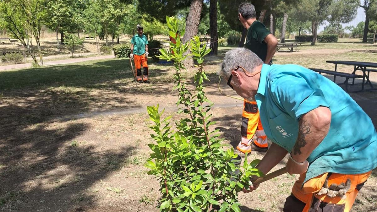 Se ha adjudicado el contrato para el suministro y plantación de ejemplares y arbustos