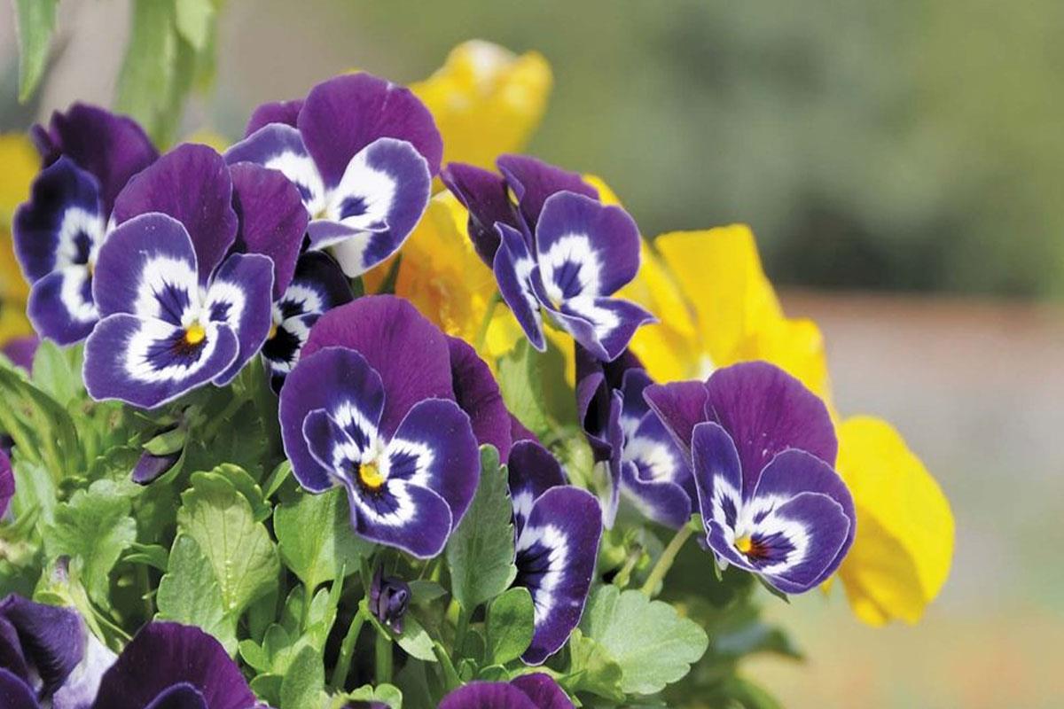 El Ayuntamiento ha dado comienzo a la plantación de flores de temporada en avenidas, calles y rotondas